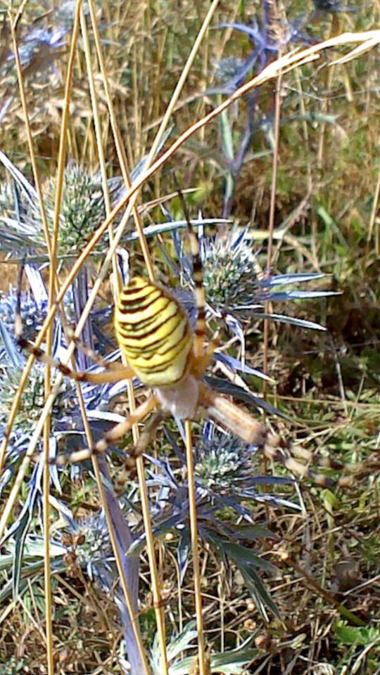Argiope bruennichi - Gola del Furlo (PU)